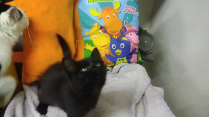 Gato ra a Srd idade Abaixo de 2 meses nome Konan