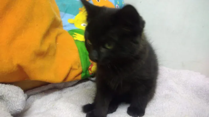 Gato ra a Srd idade Abaixo de 2 meses nome Konan