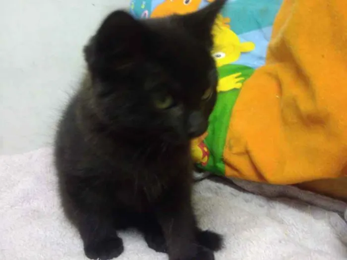 Gato ra a Srd idade Abaixo de 2 meses nome Konan