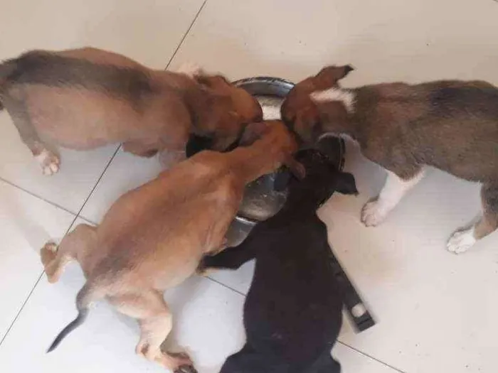 Cachorro raça Swm raça definida  idade Abaixo de 2 meses nome Filhotes