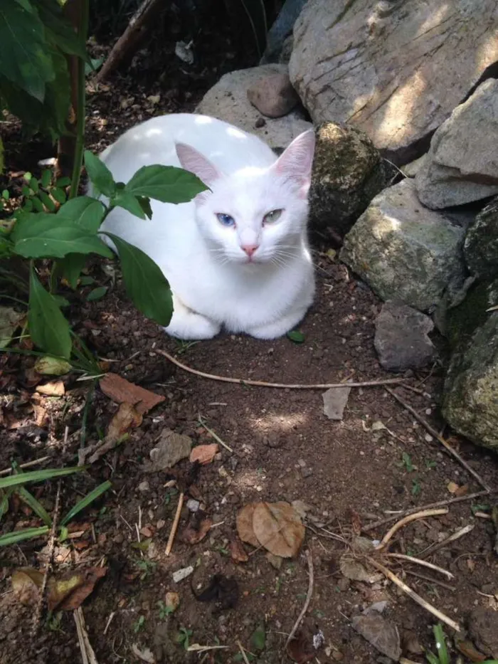 Gato ra a  idade 3 anos nome Branca