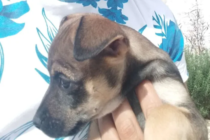 Cachorro ra a indefinida idade Abaixo de 2 meses nome bug, flock e lobo