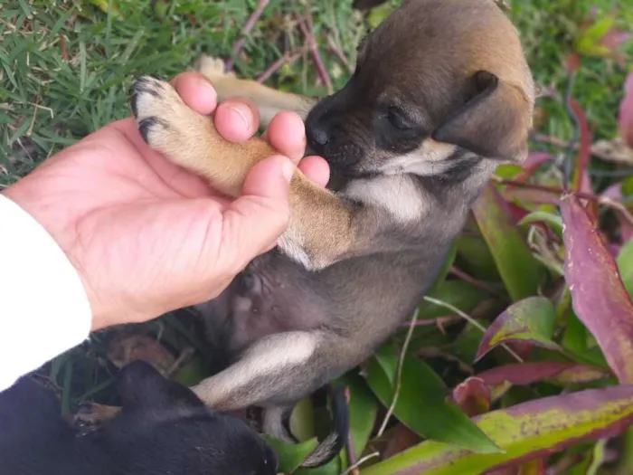 Cachorro ra a indefinida idade Abaixo de 2 meses nome bug, flock e lobo