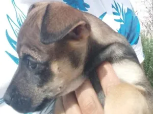 Cachorro raça indefinida idade Abaixo de 2 meses nome bug, flock e lobo