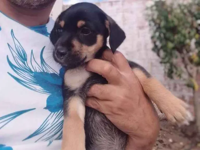 Cachorro ra a indefinida idade Abaixo de 2 meses nome bug, flock e lobo