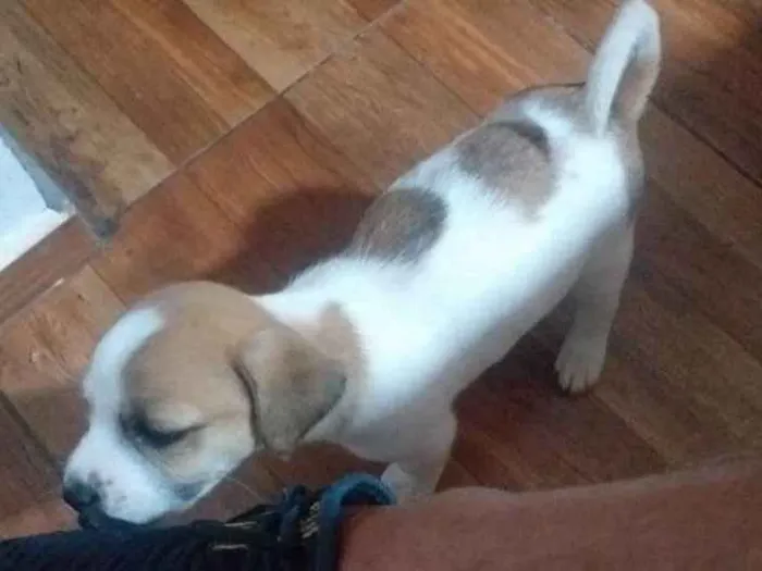 Cachorro ra a indefinida idade Abaixo de 2 meses nome bug, flock e lobo