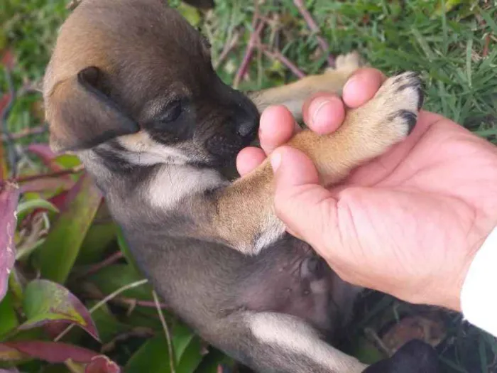 Cachorro ra a indefinida idade Abaixo de 2 meses nome bug, flock e lobo