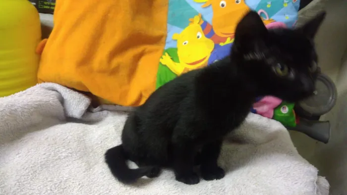 Gato ra a Srd idade Abaixo de 2 meses nome Kyra