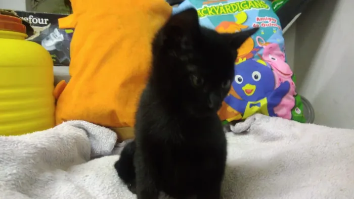 Gato ra a Srd idade Abaixo de 2 meses nome Kyra