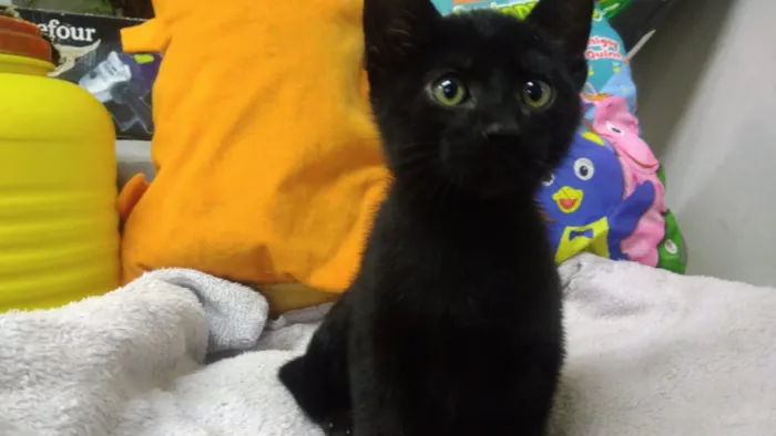 Gato ra a Srd idade Abaixo de 2 meses nome Kyra