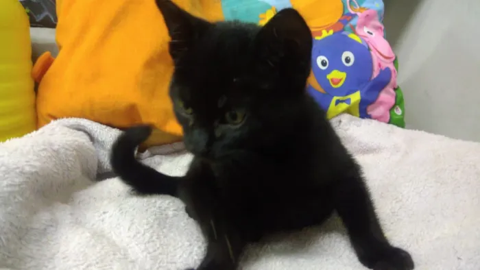 Gato ra a Srd idade Abaixo de 2 meses nome Kyra