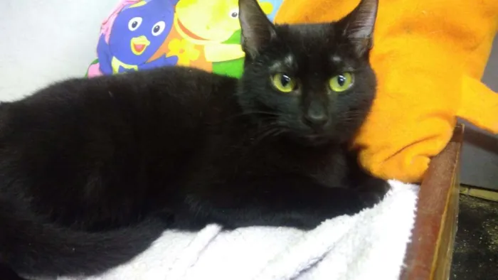 Gato ra a Srd idade 2 a 6 meses nome Shadow