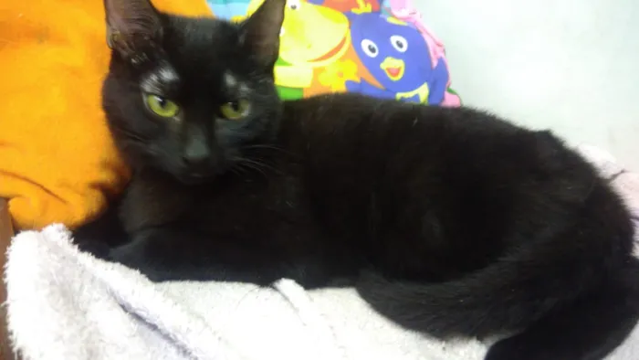 Gato ra a Srd idade 2 a 6 meses nome Shadow
