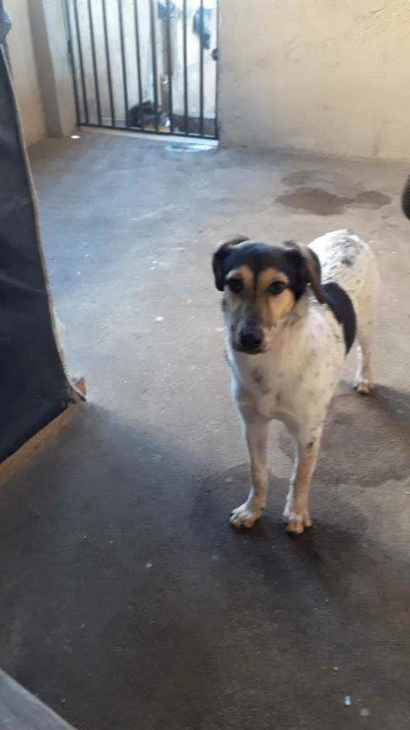 Cachorro raça Indefinida  idade 7 a 11 meses nome Princesa 