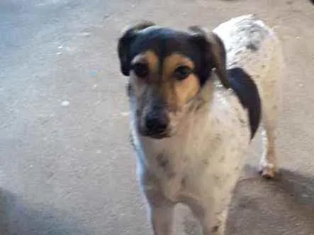 Cachorro raça Indefinida  idade 7 a 11 meses nome Princesa 