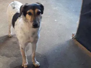Cachorro raça Indefinida  idade 7 a 11 meses nome Princesa 
