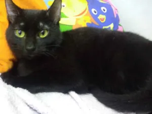 Gato raça Srd idade 2 a 6 meses nome Shadow