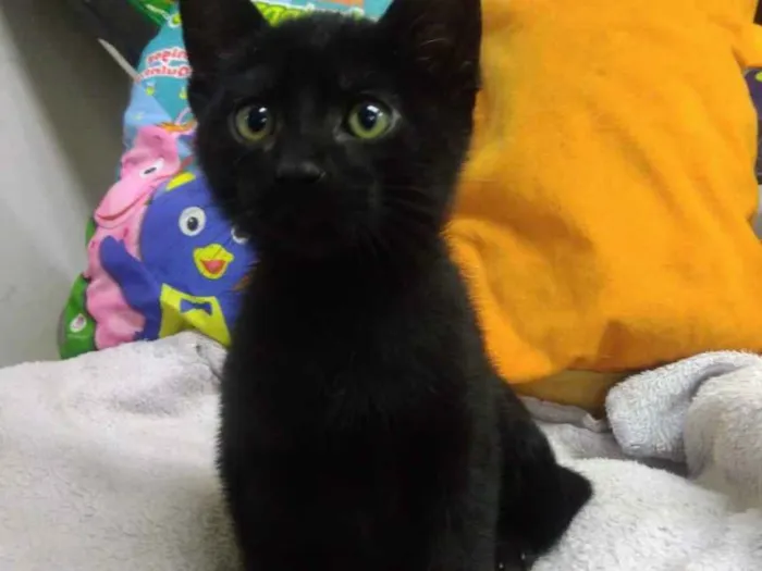 Gato ra a Srd idade Abaixo de 2 meses nome Kyra