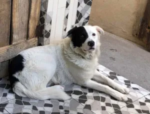 Cachorro raça SRD idade 1 ano nome Bob