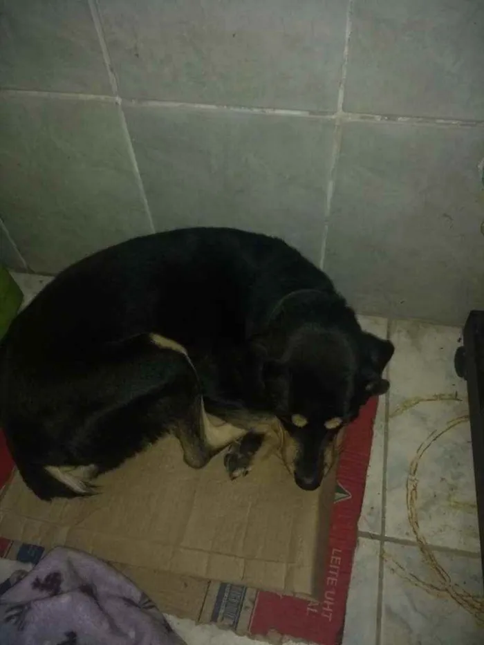 Cachorro ra a Vira lata c rotivailler idade 4 anos nome Brisa