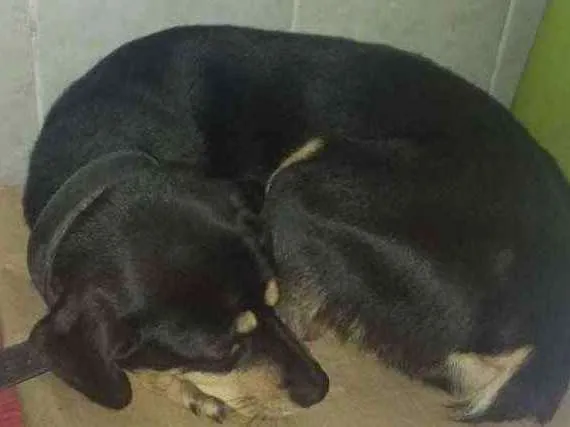 Cachorro ra a Vira lata c rotivailler idade 4 anos nome Brisa