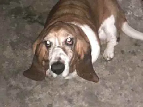 Cachorro ra a Basset Hound  idade 6 ou mais anos nome Lua2