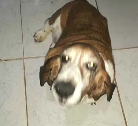 Cachorro ra a Basset Hound  idade 6 ou mais anos nome Lua2
