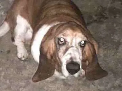 Cachorro ra a Basset Hound  idade 6 ou mais anos nome Lua2