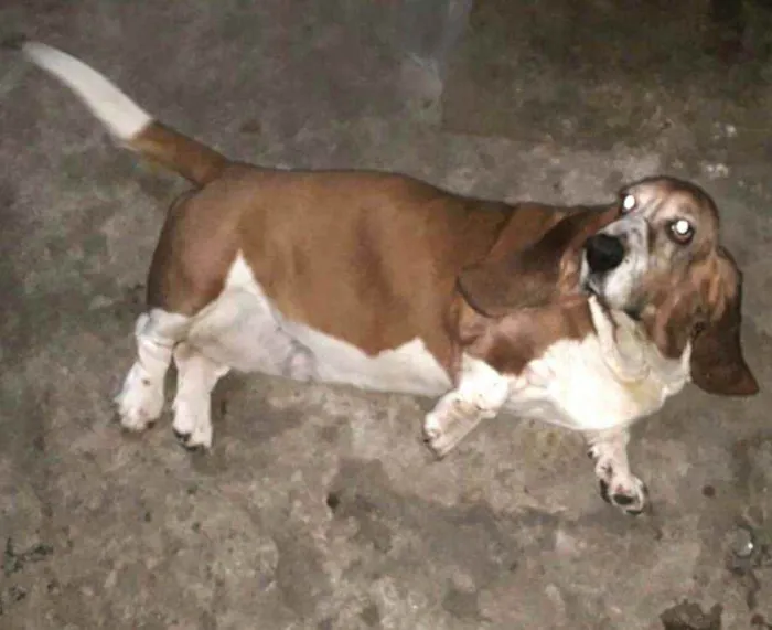 Cachorro ra a Basset Hound  idade 6 ou mais anos nome Lua2