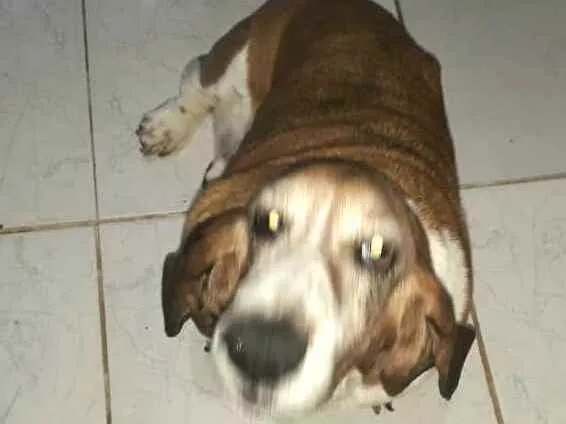 Cachorro ra a Basset Hound  idade 6 ou mais anos nome Lua2