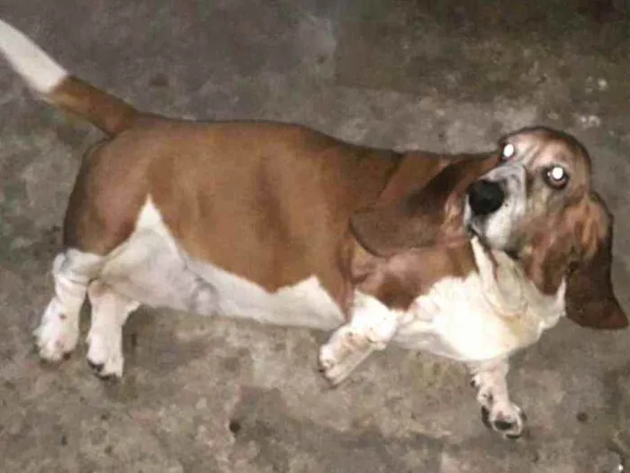 Cachorro ra a Basset Hound  idade 6 ou mais anos nome Lua2