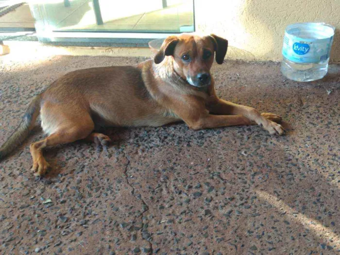 Cachorro ra a Indefinida idade 3 anos nome Thor