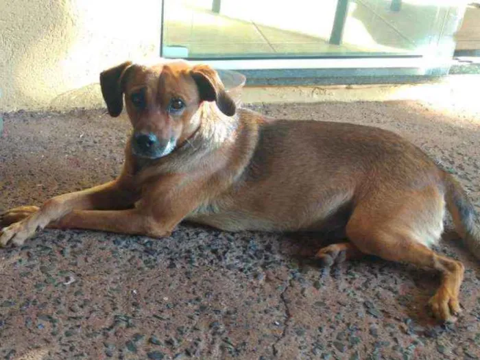 Cachorro ra a Indefinida idade 3 anos nome Thor