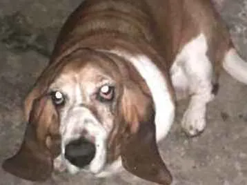 Cachorro ra a Basset Hound  idade 6 ou mais anos nome Lua2