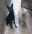 Branquinha/Pretinha