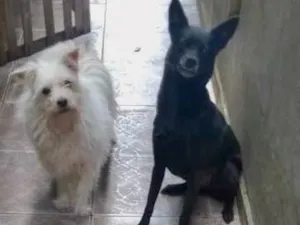 Cachorro raça  idade 6 ou mais anos nome Branquinha/Pretinha
