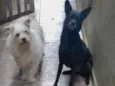 Branquinha/Pretinha