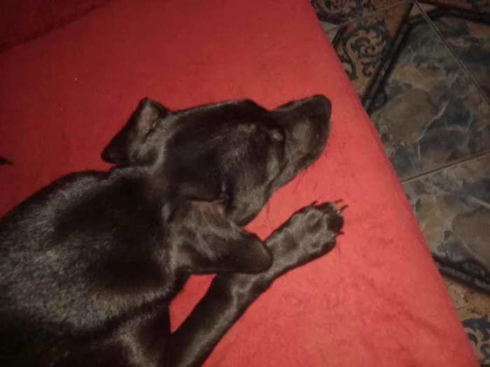 Cachorro raça SRD idade 2 a 6 meses nome Teka