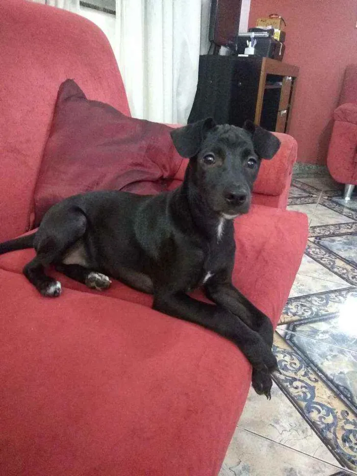 Cachorro raça SRD idade 2 a 6 meses nome Teka