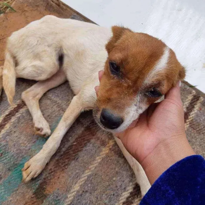 Cachorro ra a Vira-lata idade 2 a 6 meses nome Sem nome