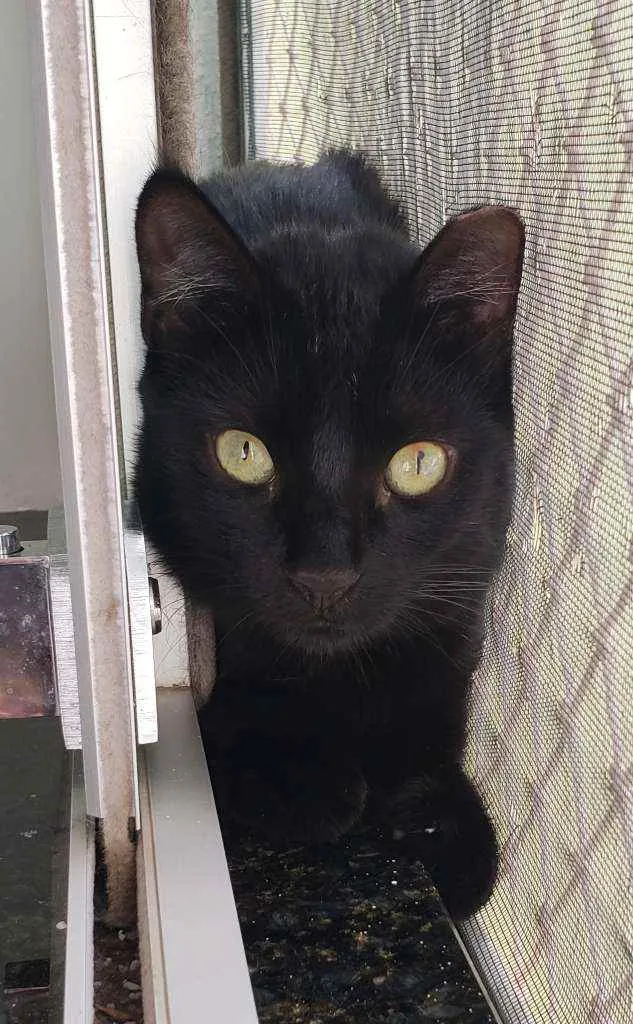 Gato ra a SRD idade 1 ano nome Brownie