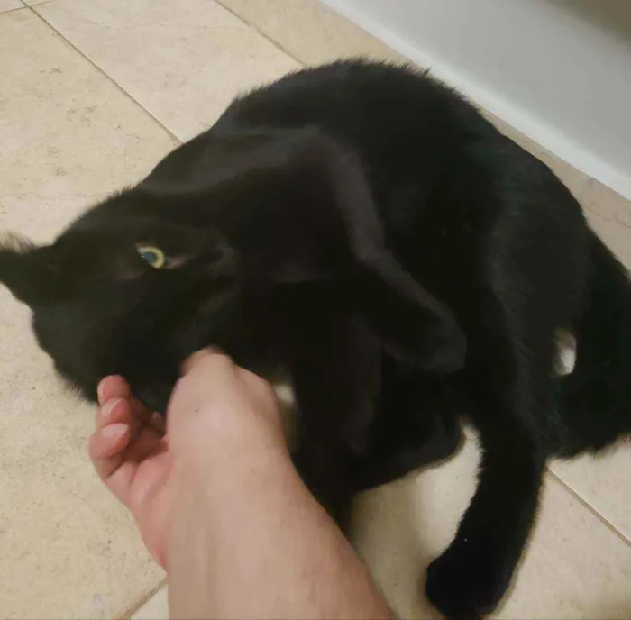 Gato ra a SRD idade 1 ano nome Brownie