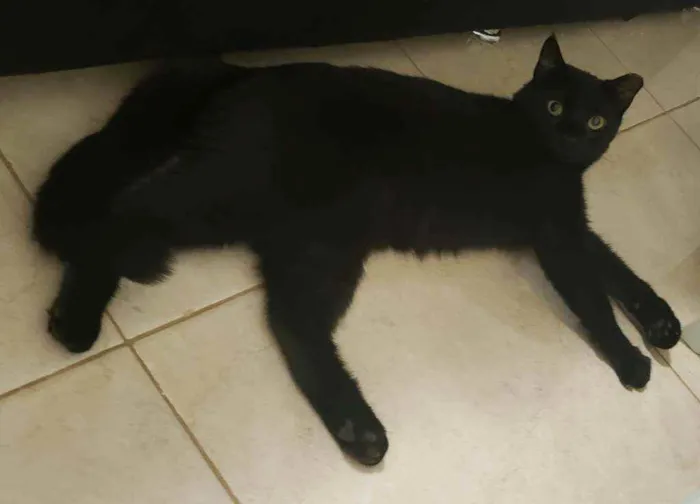 Gato ra a SRD idade 1 ano nome Brownie