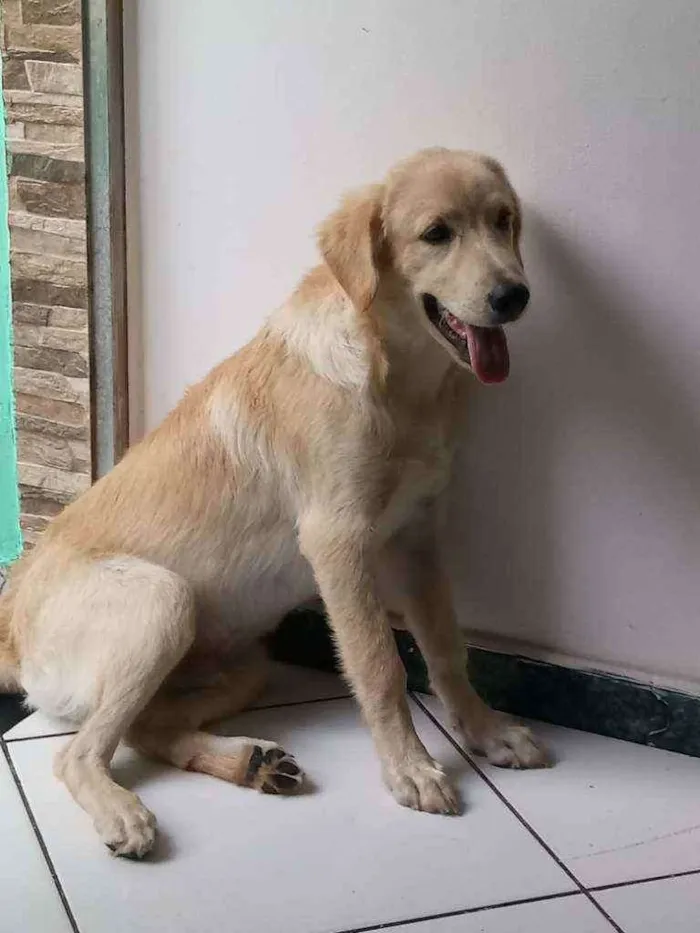 Cachorro raça Labrador idade 2 a 6 meses nome Luck