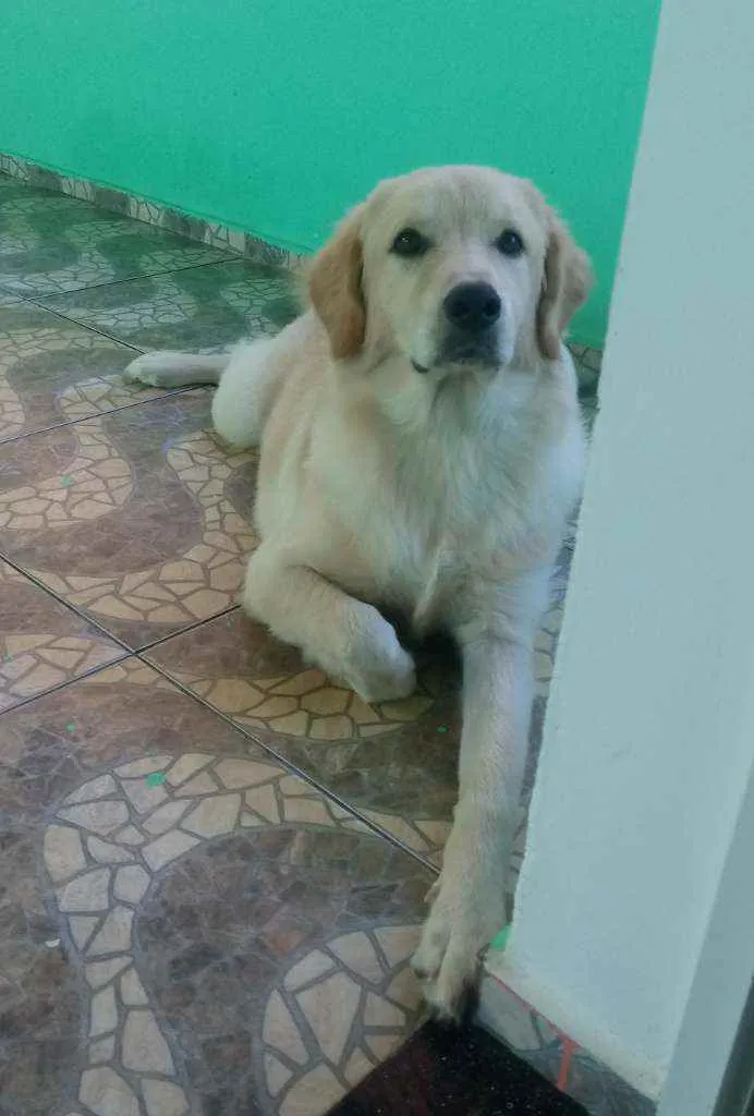 Cachorro raça Labrador idade 2 a 6 meses nome Luck