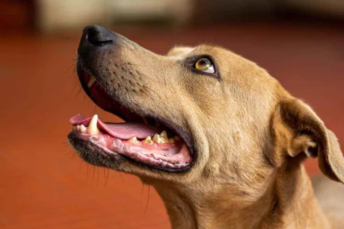 Cachorro ra a SRD idade 2 anos nome Fred 