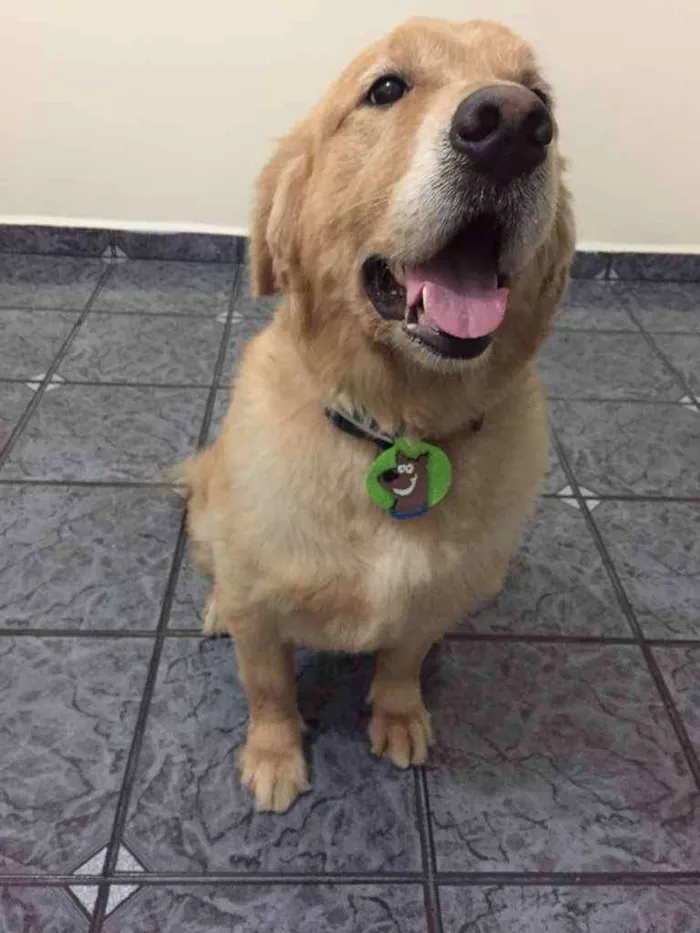 Cachorro ra a Golden Retriever  idade 6 ou mais anos nome Marley