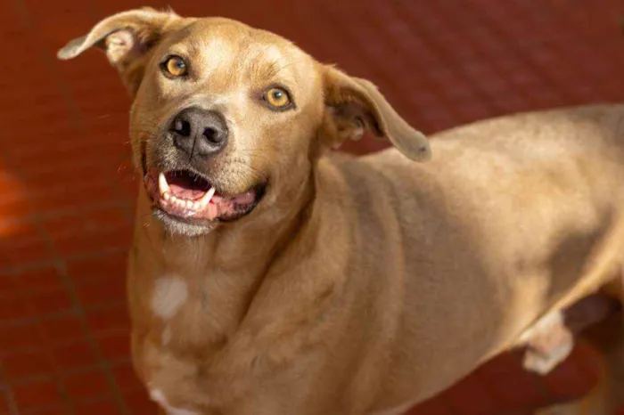 Cachorro ra a SRD idade 2 anos nome Fred 