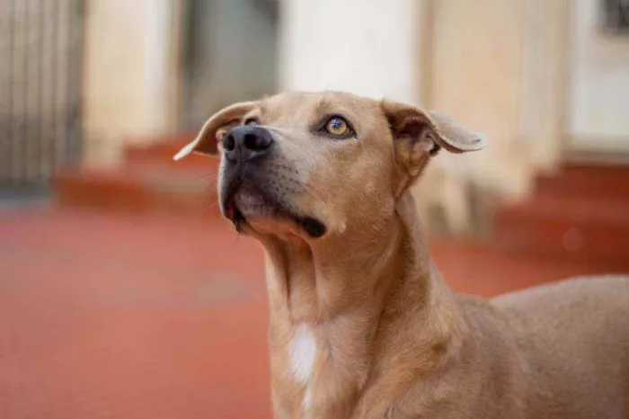 Cachorro ra a SRD idade 2 anos nome Fred 