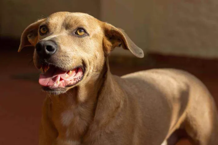 Cachorro ra a SRD idade 2 anos nome Fred 